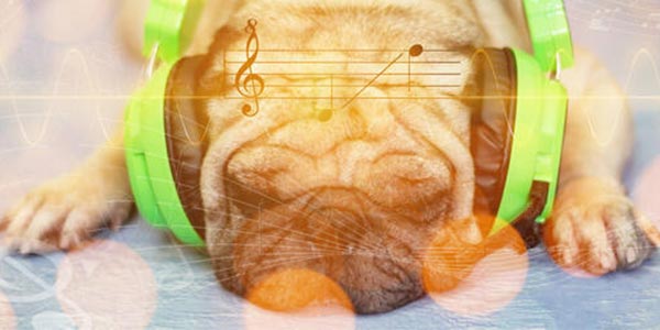 Dog anxiety sale music therapy